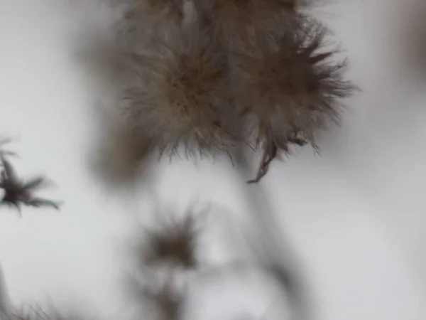 Una imagen borrosa de una planta — Foto de Stock