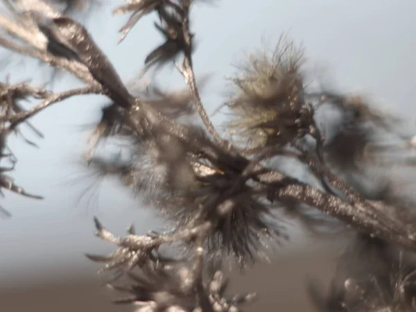 Un uccello appollaiato su un ramo d'albero — Foto Stock