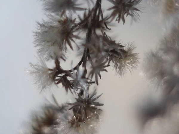 Un primo piano di un albero — Foto Stock