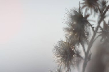 Bir ağacın yakın çekimi.