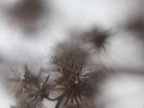 Primer plano de ramita en invierno sobre fondo borroso — Foto de Stock