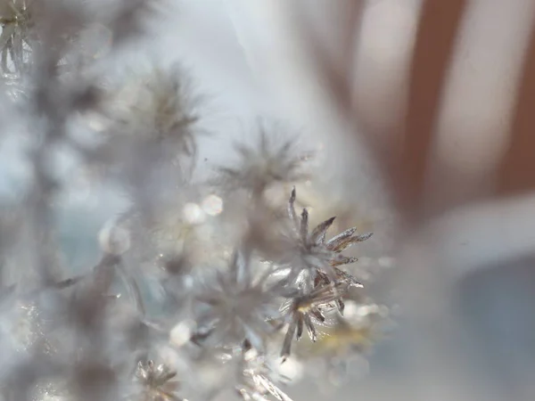 Primo piano di ramoscello in inverno su sfondo sfocato — Foto Stock