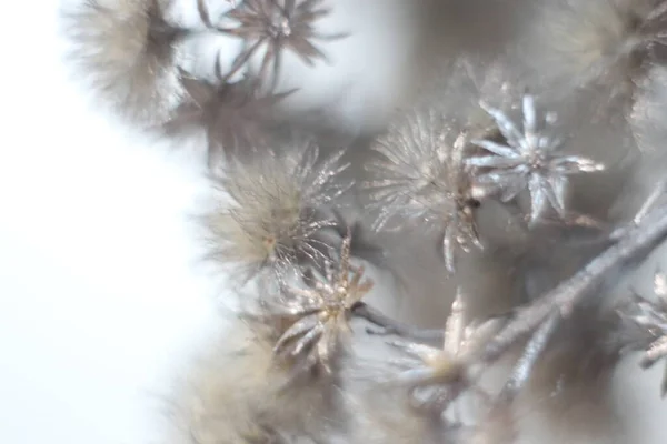 Primo piano di ramoscello in inverno su sfondo sfocato — Foto Stock