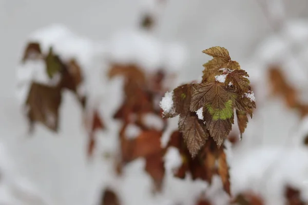 Un gros plan d'une feuille — Photo