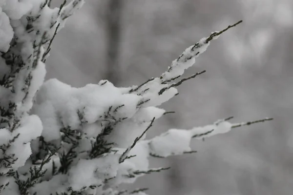 Ein Schnee auf einem Ast — Stockfoto