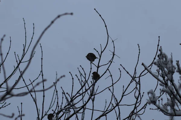 En flock fåglar som sitter på en gren — Stockfoto