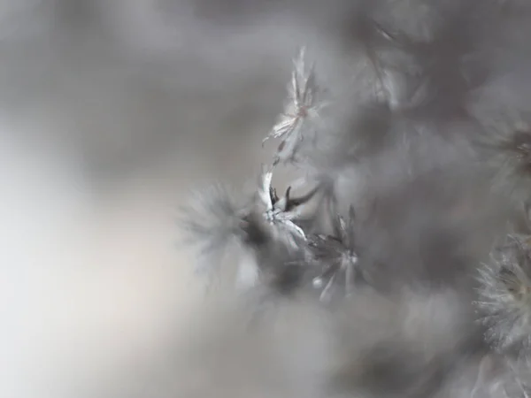 Primer plano de ramita en invierno sobre fondo borroso —  Fotos de Stock