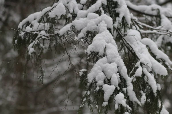 Een boom bedekt met sneeuw — Stockfoto