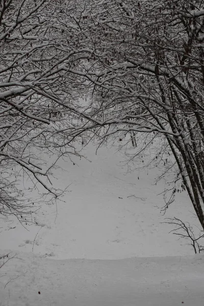 Een sneeuw op de kant van een boom — Stockfoto