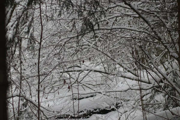 Een boom bedekt met sneeuw — Stockfoto