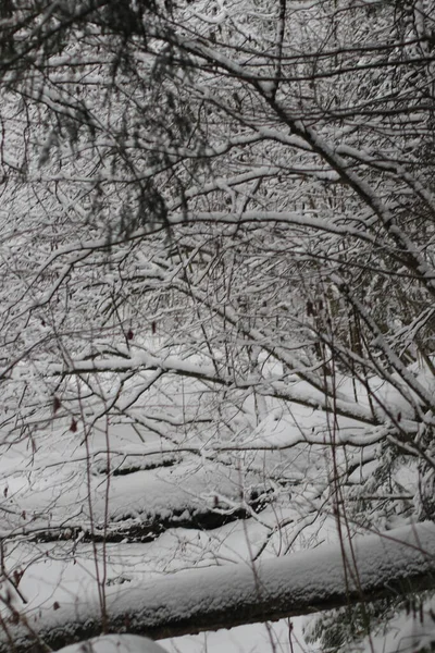 Une neige recouvre une forêt — Photo