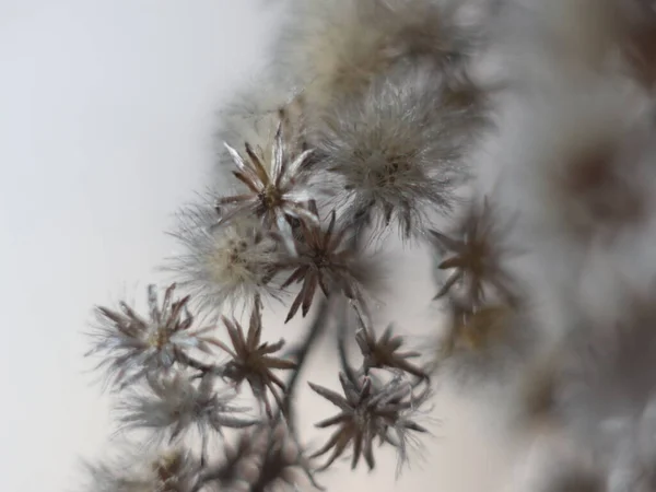 Gros plan sur brindilles en hiver sur fond flou — Photo