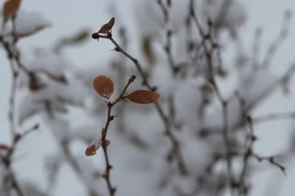 Ein Schnee auf einem Ast — Stockfoto