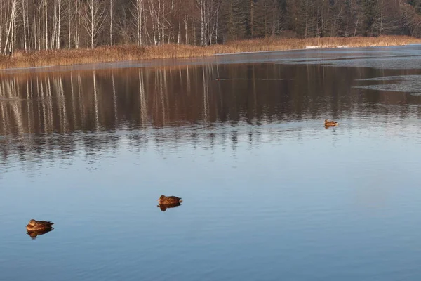 Маленький птах у водному тілі — стокове фото