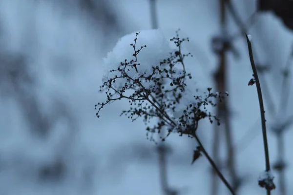 Ein Schild hängt an einem Baum — Stockfoto