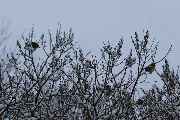 Un pájaro posado sobre un árbol — Foto de Stock