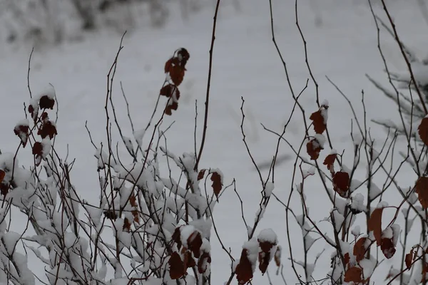 Hejno ptáků sedících na vrcholku stromu — Stock fotografie