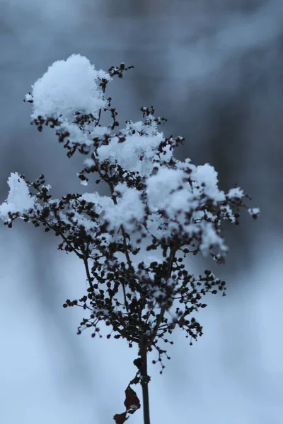 Sneeuw op een pluizig gras — Stockfoto