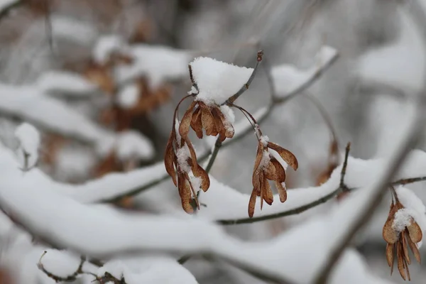 Neige sur une branche d'arbre — Photo