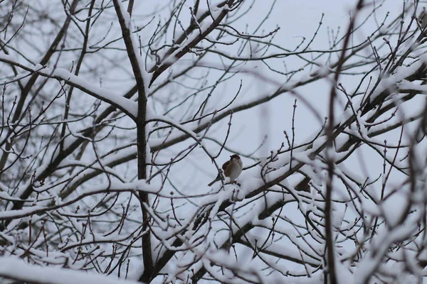 Un oiseau perché sur une branche d'arbre — Photo