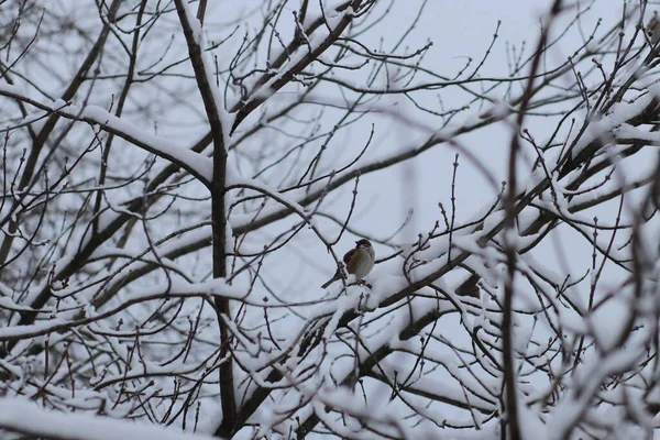 Ağaç dalına tünemiş bir kuş — Stok fotoğraf