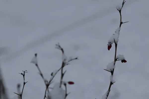 Una nieve en una rama de árbol — Foto de Stock