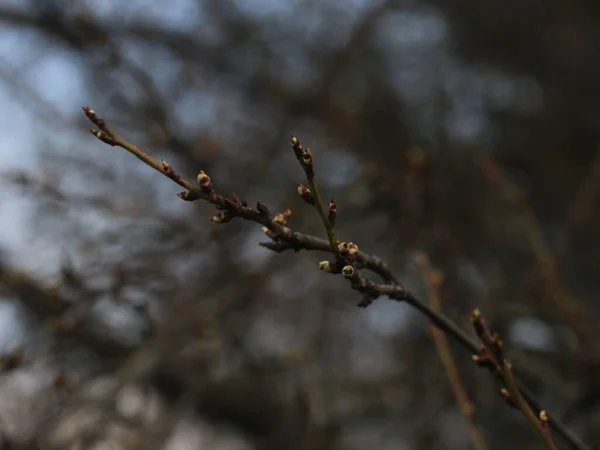 A close up of a tree branch — Stock Photo, Image