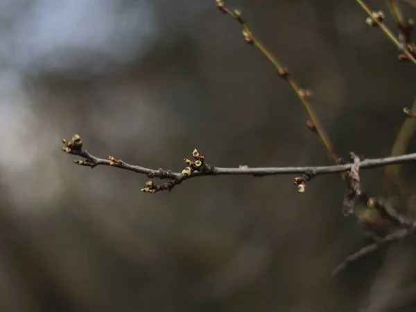 A small bird flying in the sky — Foto de Stock