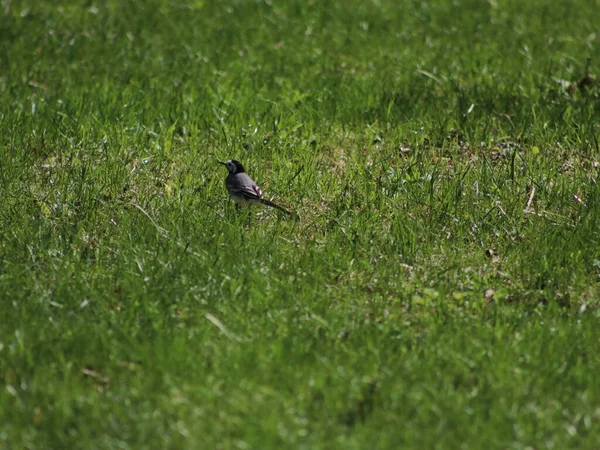 Птах, що сидить на траві покритому полем — стокове фото