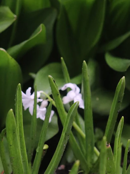 Een close-up van een groene plant — Stockfoto