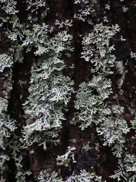 Rostlina v lese — Stock fotografie