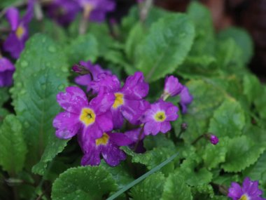 Bir çiçeğe yakın çekim