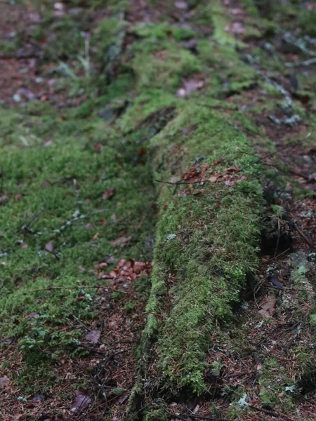 A close up of some keshes — Stock fotografie