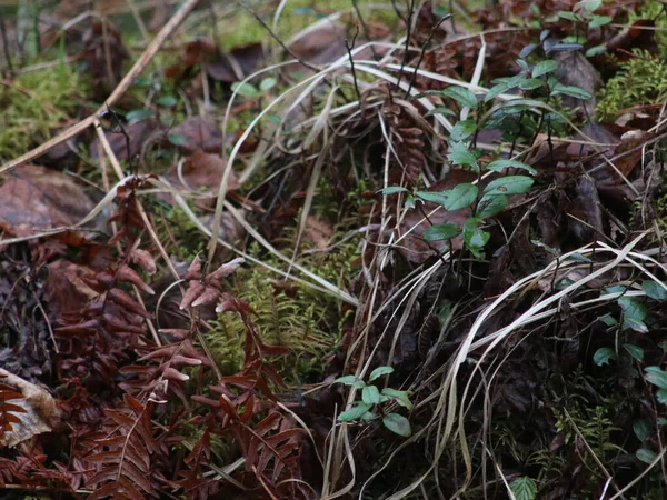 Een close up van een tuin — Stockfoto