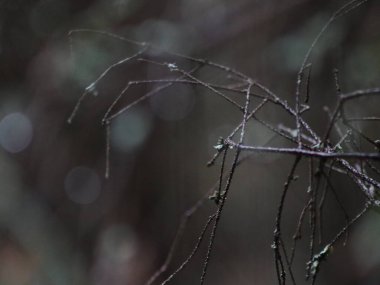 Bir tel örgüye yakın çekim.