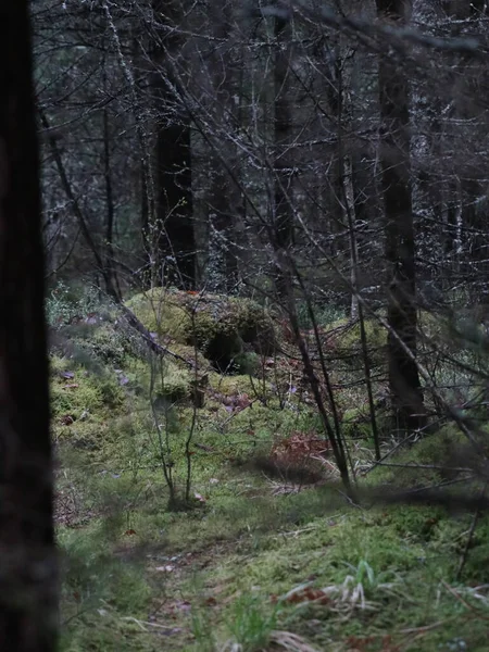 A close up of a wooded area — Stock fotografie