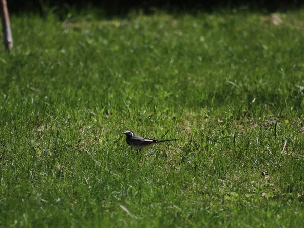Зграя птахів, що сидять на траві вкритому полем — стокове фото