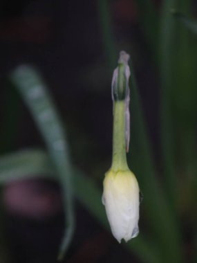 Bir çiçeğe yakın çekim