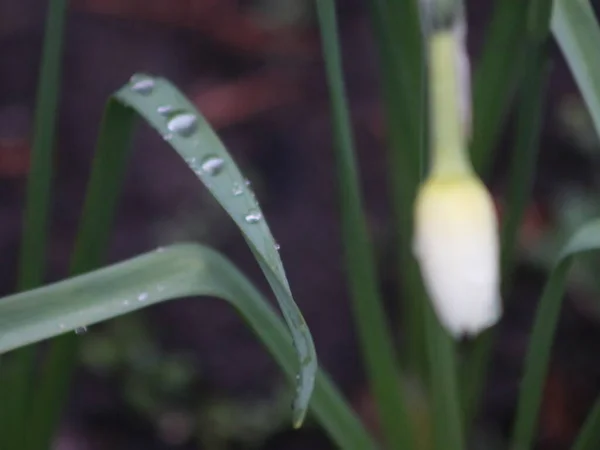 Un primo piano di un fiore — Foto Stock