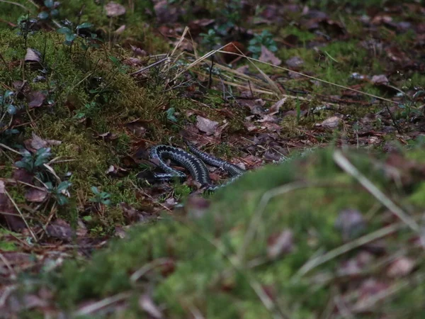 Un oiseau assis au-dessus d'un champ couvert d'herbe — Photo