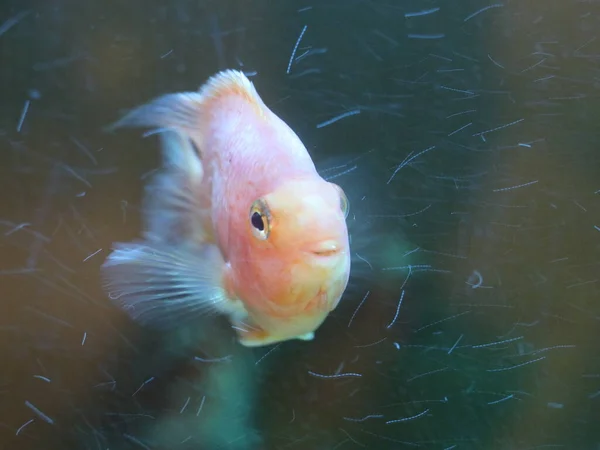 Suyun altında yüzen bir balık — Stok fotoğraf