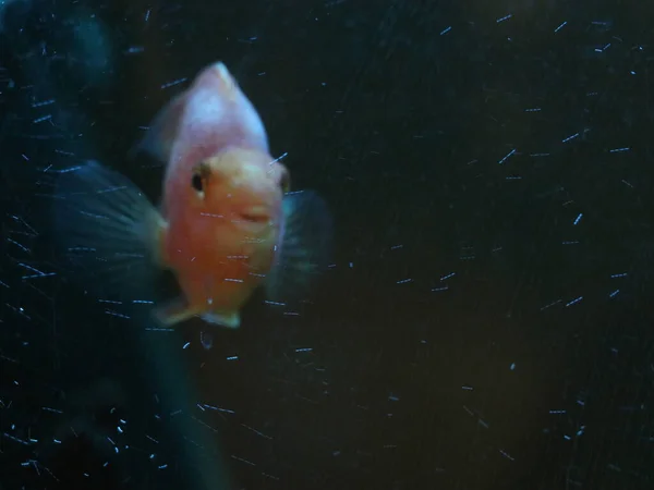 Grafische Benutzeroberfläche von Fischen — Stockfoto