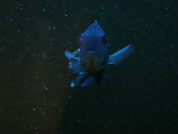 Um peixe nadando debaixo de água — Fotografia de Stock