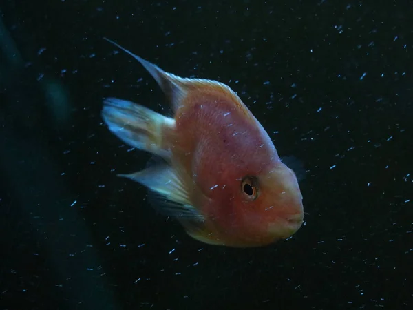 Ein Fisch schwimmt unter Wasser — Stockfoto