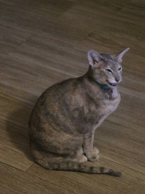 Tahta zeminin üstünde oturan bir kedi.