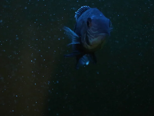 Um peixe nadando debaixo de água — Fotografia de Stock