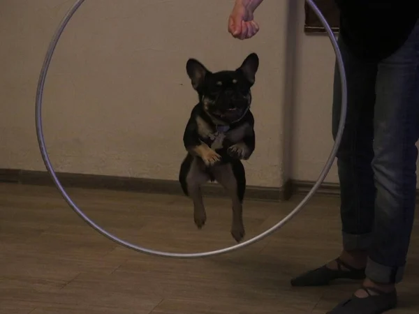 Um cão sentado na frente de um espelho posando para a câmera — Fotografia de Stock