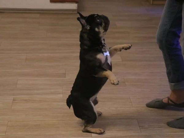 Een hond die in de lucht springt — Stockfoto