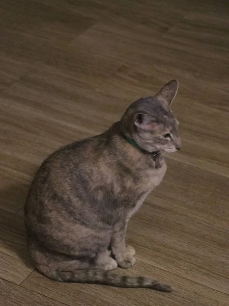 A cat sitting on top of a wooden floor — Stock Photo, Image