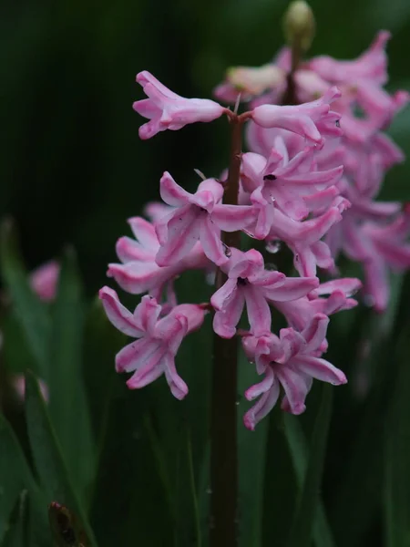 Um close de uma flor — Fotografia de Stock